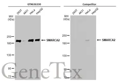 Anti-SMARCA2 antibody [HL1115] used in Western Blot (WB). GTX636330