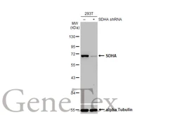 Anti-SDHA antibody [HL1117] used in Western Blot (WB). GTX636335