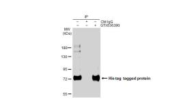 Anti-6x His Tag antibody [GT7712] used in Immunoprecipitation (IP). GTX636390