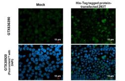 Anti-6x His Tag antibody [GT7712] used in Immunocytochemistry/ Immunofluorescence (ICC/IF). GTX636390