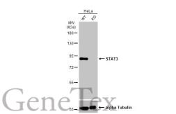 Anti-STAT3 antibody [HL1134] used in Western Blot (WB). GTX636400