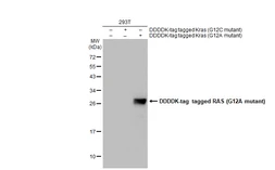 Anti-RAS (G12A mutant) antibody [HL1153] used in Western Blot (WB). GTX636434