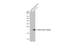 Anti-RAS (G12A mutant) antibody [HL1153] used in Western Blot (WB). GTX636434