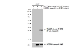 Anti-RAS (G12A mutant) antibody [HL1153] used in Western Blot (WB). GTX636434