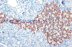 Anti-C-Peptide antibody [HL1158] used in IHC (Paraffin sections) (IHC-P). GTX636462