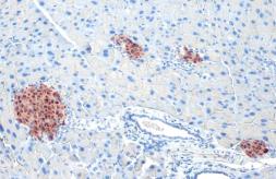 Anti-C-Peptide antibody [HL1159] used in IHC (Paraffin sections) (IHC-P). GTX636463