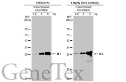 Anti-IL6 antibody [HL1168] used in Western Blot (WB). GTX636473