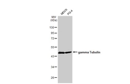 Anti-gamma Tubulin antibody [HL1175] used in Western Blot (WB). GTX636480