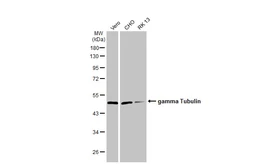 Anti-gamma Tubulin antibody [HL1175] used in Western Blot (WB). GTX636480