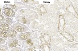 Anti-PARP14 antibody [HL1178] used in IHC (Paraffin sections) (IHC-P). GTX636483