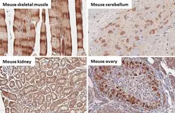 Anti-BNIP3L antibody [HL1203] used in IHC (Paraffin sections) (IHC-P). GTX636515