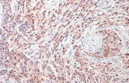 Anti-DUT antibody [HL1210] used in IHC (Paraffin sections) (IHC-P). GTX636527