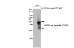Anti-ASFV p54 antibody [HL1218] used in Western Blot (WB). GTX636562