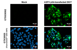 Anti-ASFV p54 antibody [HL1218] used in Immunocytochemistry/ Immunofluorescence (ICC/IF). GTX636562
