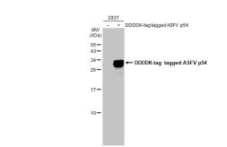 Anti-ASFV p54 antibody [HL1219] used in Western Blot (WB). GTX636563