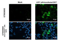 Anti-ASFV p54 antibody [HL1219] used in Immunocytochemistry/ Immunofluorescence (ICC/IF). GTX636563