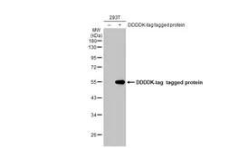 Anti-DDDDK tag antibody [GT1216] used in Western Blot (WB). GTX636630