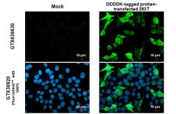 Anti-DDDDK tag antibody [GT1216] used in Immunocytochemistry/ Immunofluorescence (ICC/IF). GTX636630