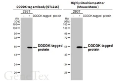 Anti-DDDDK tag antibody [GT1216] used in Western Blot (WB). GTX636630