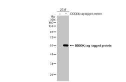 Anti-DDDDK tag antibody [GT482] used in Western Blot (WB). GTX636631