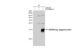 Anti-DDDDK tag antibody [GT482] used in Immunoprecipitation (IP). GTX636631