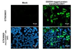 Anti-DDDDK tag antibody [GT482] used in Immunocytochemistry/ Immunofluorescence (ICC/IF). GTX636631