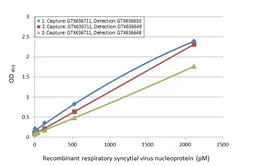 Anti-Respiratory Syncytial virus Nucleoprotein antibody [HL1248] used in ELISA (ELISA). GTX636650