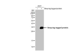 Anti-Strep epitope Tag antibody [HL1251] used in Western Blot (WB). GTX636653