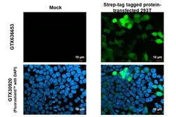Anti-Strep epitope Tag antibody [HL1251] used in Immunocytochemistry/ Immunofluorescence (ICC/IF). GTX636653