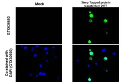 Anti-Strep epitope Tag antibody [HL1251] used in IHC-P (cell pellet) (IHC-P (cell pellet)). GTX636653