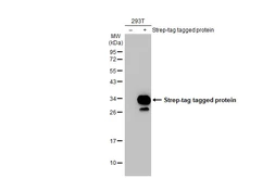 Anti-Strep epitope Tag antibody [HL1252] used in Western Blot (WB). GTX636654