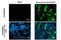 Anti-Strep epitope Tag antibody [HL1252] used in Immunocytochemistry/ Immunofluorescence (ICC/IF). GTX636654
