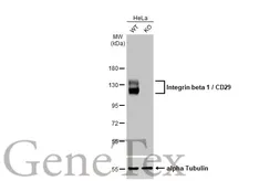 Anti-Integrin beta 1 / CD29 antibody [HL1255] used in Western Blot (WB). GTX636657
