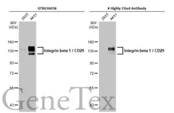 Anti-Integrin beta 1 / CD29 antibody [HL1256] used in Western Blot (WB). GTX636658