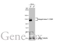 Anti-Integrin beta 1 / CD29 antibody [HL1256] used in Western Blot (WB). GTX636658