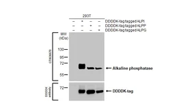 Anti-Alkaline phosphatase (intestinal) antibody [HL1268] used in Western Blot (WB). GTX636670