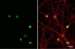 Anti-NFIX antibody [HL1269] used in Immunocytochemistry/ Immunofluorescence (ICC/IF). GTX636671