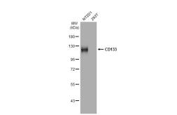 Anti-CD133 antibody [HL1271] used in Western Blot (WB). GTX636673