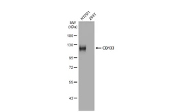 Anti-CD133 antibody [HL1271] used in Western Blot (WB). GTX636673