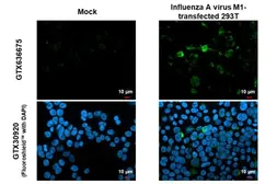 Anti-Influenza A virus M1 (matrix protein) antibody [HL1273] used in Immunocytochemistry/ Immunofluorescence (ICC/IF). GTX636675