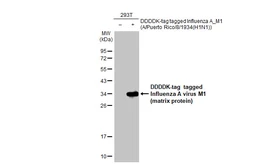 Anti-Influenza A virus M1 (matrix protein) antibody [HL1275] used in Western Blot (WB). GTX636677