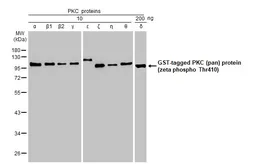 Anti-PKC (pan) (zeta phospho Thr410) antibody [HL1278] used in Western Blot (WB). GTX636680