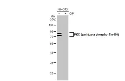 Anti-PKC (pan) (zeta phospho Thr410) antibody [HL1279] used in Western Blot (WB). GTX636681