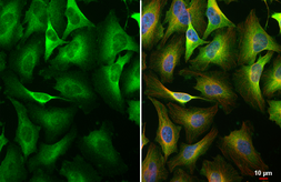 Anti-PKC (pan) (zeta phospho Thr410) antibody [HL1279] used in Immunocytochemistry/ Immunofluorescence (ICC/IF). GTX636681