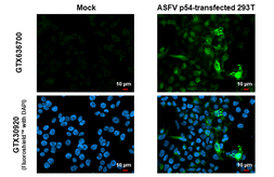 Anti-ASFV p54 antibody [HL1286] used in Immunocytochemistry/ Immunofluorescence (ICC/IF). GTX636700