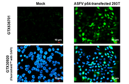 Anti-ASFV p54 antibody [HL1287] used in Immunocytochemistry/ Immunofluorescence (ICC/IF). GTX636701