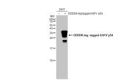 Anti-ASFV p54 antibody [HL1289] used in Western Blot (WB). GTX636703