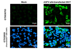 Anti-ASFV p54 antibody [HL1289] used in Immunocytochemistry/ Immunofluorescence (ICC/IF). GTX636703