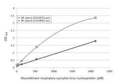 Anti-Respiratory Syncytial virus Nucleoprotein antibody [HL1291] used in ELISA (ELISA). GTX636705