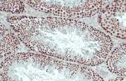Anti-Histone H2A.XS139ph (phospho Ser139) antibody [HL1299] used in IHC (Paraffin sections) (IHC-P). GTX636713